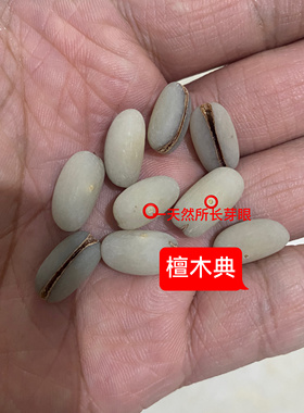 天然青稞菩提子散珠DIY珠子十八籽手串手链配饰珠子