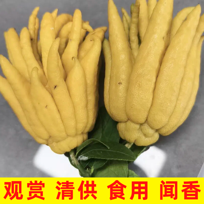 现摘佛手柑果佛手柑水培观赏清供佛食用佛手果鲜果柑鲜果包邮