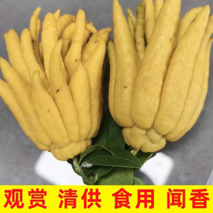 现摘佛手柑果佛手柑水培观赏清供佛食用佛手果鲜果柑鲜果包邮