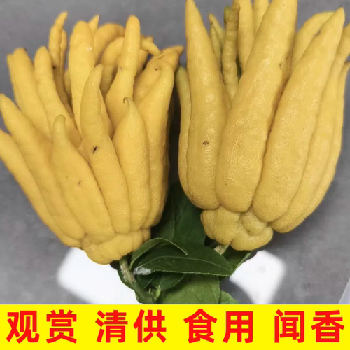 现摘佛手柑果佛手柑水培观赏清供佛食用佛手果鲜果柑鲜果包邮