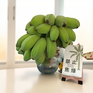 【禁止蕉绿】水培香蕉苹果蕉办公室绿植可食用静止不要焦虑送卡片