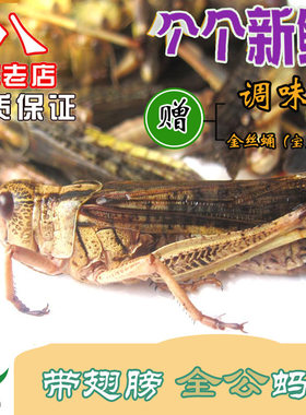 活体速冻飞蝗新鲜包邮500g蚂蚱