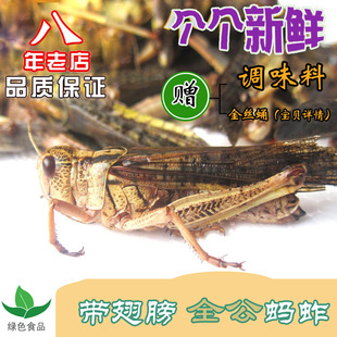 活体速冻 飞蝗 包邮 蝗虫 蚱蜢500g 带翅膀新鲜全公雄蚂蚱 2024