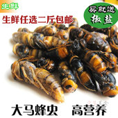 500g 蜂虫 包邮 新鲜 新鲜成虫 大马蜂蛹 胡蜂 四级蜂 黑蜂 优质蜂