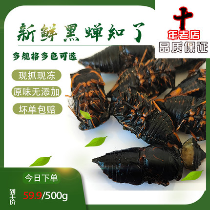 包邮新鲜新食用黑蝉 黑知了节流  知了猴龟  金蝉成虫 老节流500g