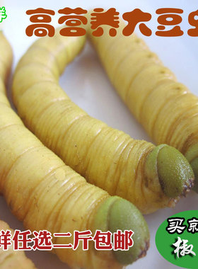 2026 新鲜包邮鲜嫩 大豆虫 活体冷冻 叶豆青虫 豆丹 新鲜高蛋白