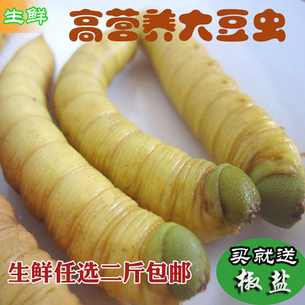 2026 新鲜包邮鲜嫩 大豆虫 活体冷冻 叶豆青虫 豆丹 新鲜高蛋白