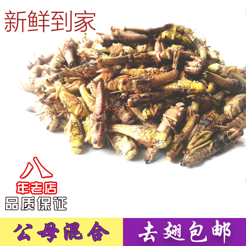 包邮新东亚飞蝗 去翅蚂蚱 山东蝗虫 蚱蜢 活体速冻 食用 500g