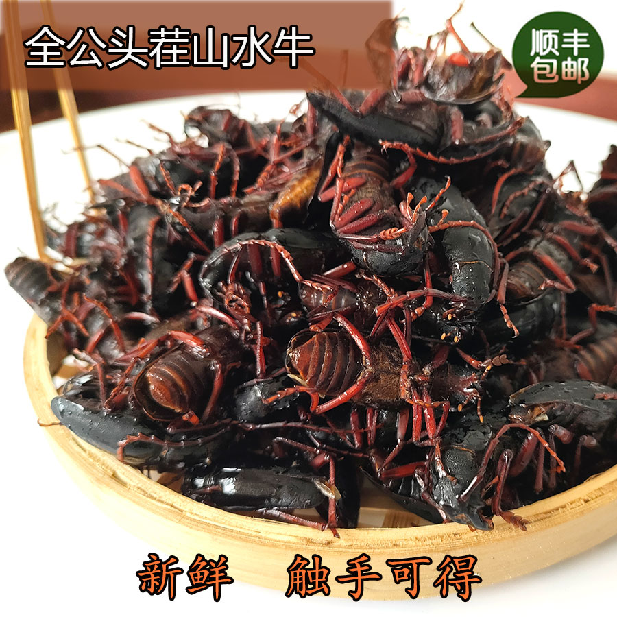 山水牛天牛活体速冻野生包邮