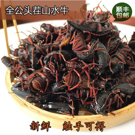 顺丰新抓新鲜山水牛 山山牛 天牛山牛虫 公母山水牛带籽 包邮500g
