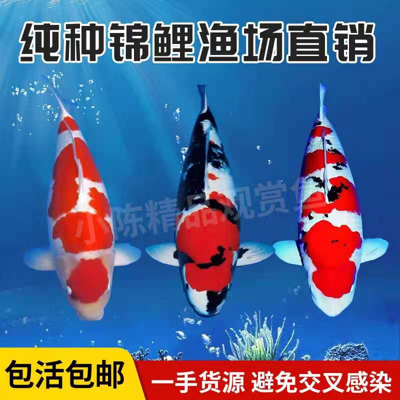 精品活体观赏鱼大型锦鲤活鱼淡水鱼纯血统大正红白三色孔雀龙凤苗
