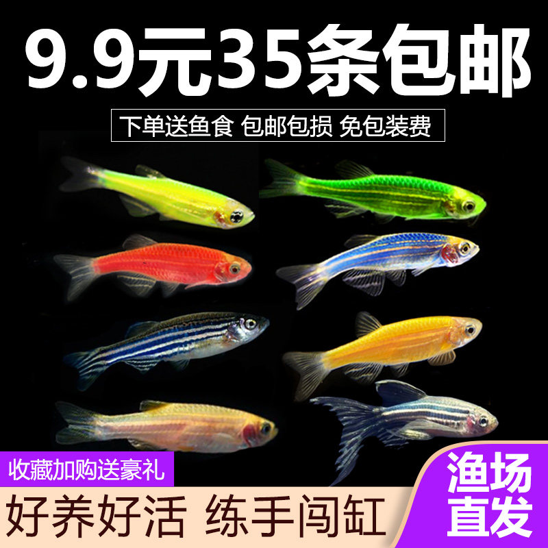 观赏鱼小型斑马活体翡翠糖果