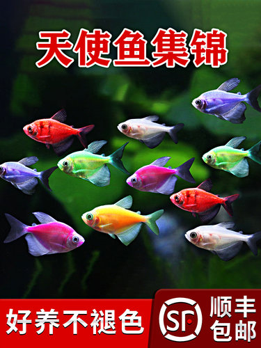天使鱼精品观赏鱼小型淡水热带鱼好养耐活孔雀鱼活鱼金鱼斑马鱼苗
