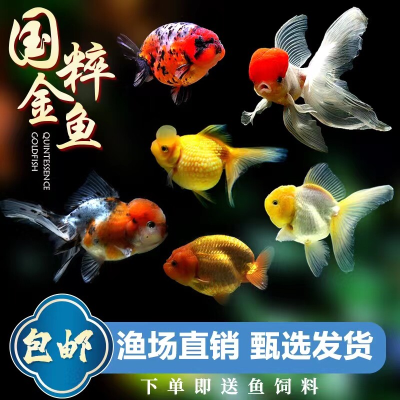 包活金鱼活鱼观赏鱼小型淡水好养冷水鱼苗新手小金鱼兰寿蝶尾锦鲤