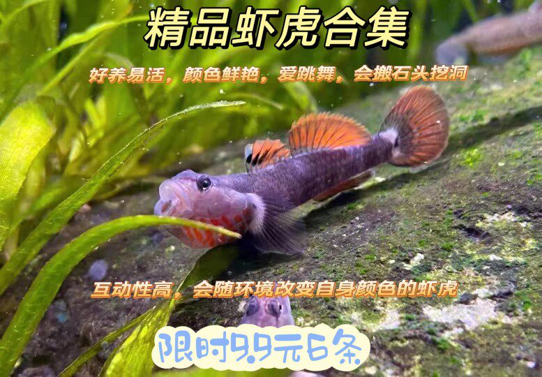 原生鱼广西黄唇溪吻白面虾虎鱼高帆褐吻李氏淡水耐活新红吻观赏鱼
