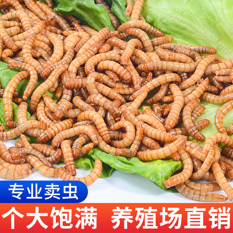 面包虫活虫黄粉虫活体金龙鱼乌龟仓鼠大麦虫画眉鸟食八哥幼虫钓鱼图片