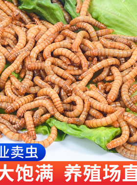 面包虫活虫黄粉虫活体金龙鱼乌龟仓鼠大麦虫画眉鸟食八哥幼虫钓鱼