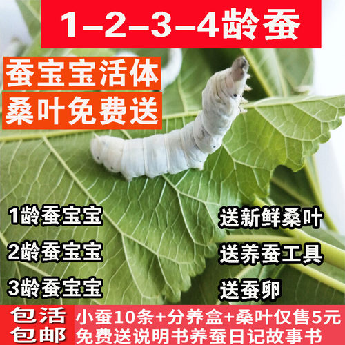 蚕宝宝活体套装金丝蚕七彩 活物蚕卵新鲜嫩桑叶学生养蚕1-5龄白色