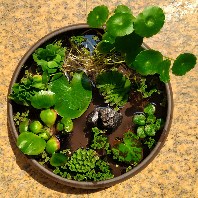 浮萍水草鱼缸造景水生植物一叶莲碗莲水培铜钱草迷你绿植创意盆栽