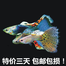 孔雀鱼热带观赏鱼活体小型淡水冷水好养耐活斑马天使凤尾小金鱼苗