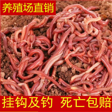 蚯蚓活体鱼饵红蚯蚓活饵特大号野钓活饵钓鱼放生种苗盒装散装包邮