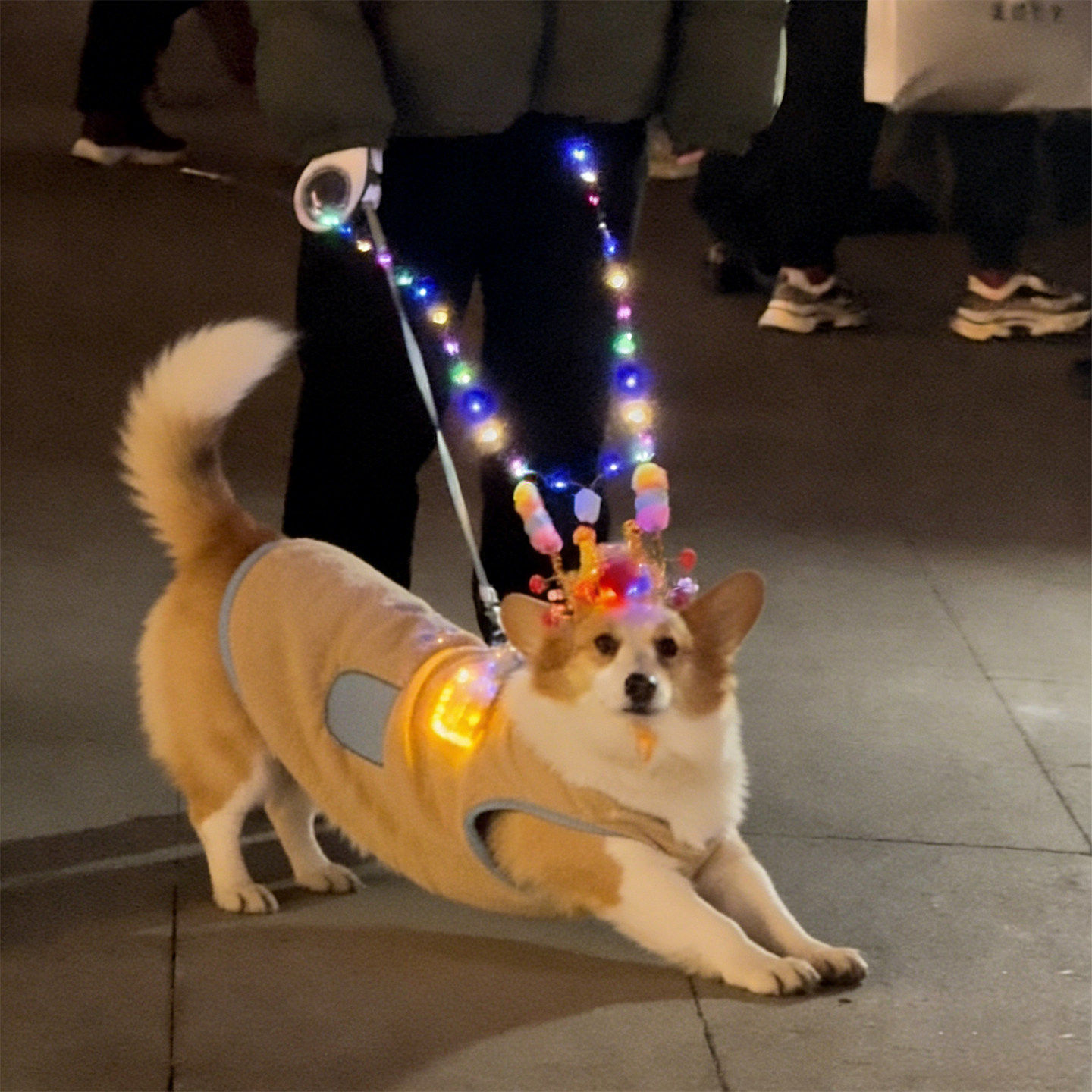宠物猫狗孙悟空发光状元帽齐天大圣变装拍照道具LED发光头饰道具