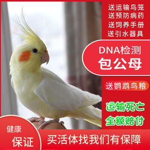 玄凤鹦鹉鸟活体幼鸟手养黄化玄风公母包繁殖可学说话精品珍珠宠物