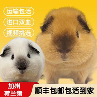 荷兰猪活物加州美泰迪卷毛英短黑鼻短逆长顺毛无毛河马豚鼠小宠物