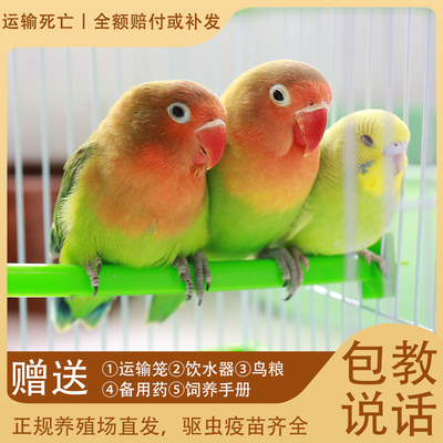 宠物鸟大头虎皮鹦鹉活鸟牡丹幼鸟类云斑鹦鹉可以训练说话玄凤手养