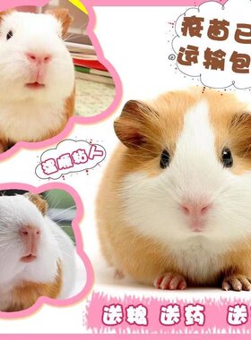 荷兰猪活物宠物豚鼠荷兰鼠活体黑白长毛短逆猪猪奶黄棕色健康送粮