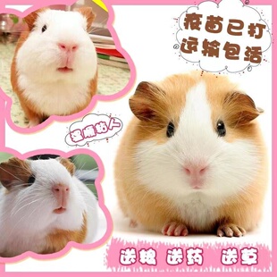 荷兰猪活物宠物豚鼠荷兰鼠活体黑白长毛短逆猪猪奶黄棕色健康送粮