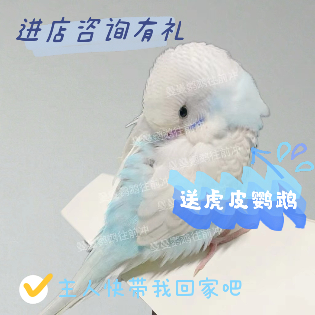 鹦鹉活鸟活物虎皮鹦鹉会说话的鸟宠物鸟云斑小型家养手养鹦鹉鸟类