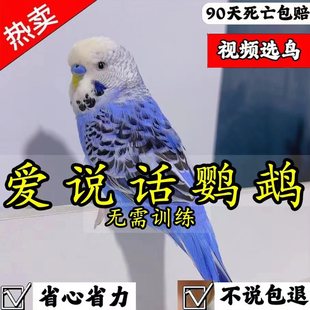 鹦鹉手养宠物活体幼鸟活体活物牡丹观赏 大头虎皮鹦鹉活鸟会说话
