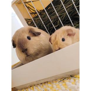 荷兰猪活物已做疫苗加州荷兰鼠宠物长逆毛顺毛泰迪卷毛天竺鼠宝宝