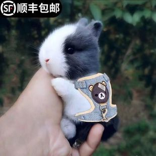 小白兔子活物侏儒兔长不大迷你小型公主荷兰垂耳兔小兔家养宠物兔