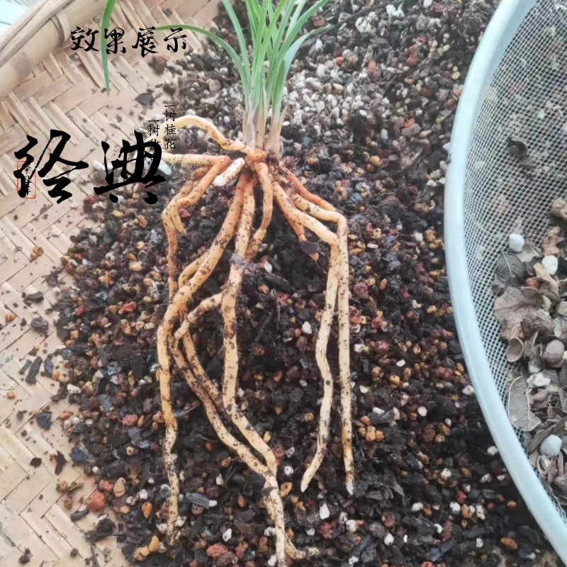 换盆保山李老三发酵兰花植料精品营养土松筋栗树叶5公斤25升专业