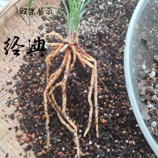 换盆保山李老三发酵兰花植料精品营养土松筋栗树叶5公斤25升专业