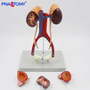 泌尿系统模型肾解剖膀胱动静脉 泌尿科展示道具 人体器官教学解刨