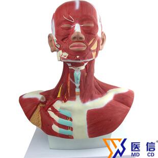 人体头面部肌肉头颈胸面部肌肉美术微整素描美容整形皮肤解剖结构