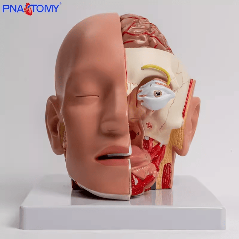 人体头部结构大脑解剖模型可拆卸拼装血管脑干脑神经唾液腺鼻腔