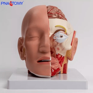 人体头部结构大脑解剖模型可拆卸拼装血管脑干脑神经唾液腺鼻腔