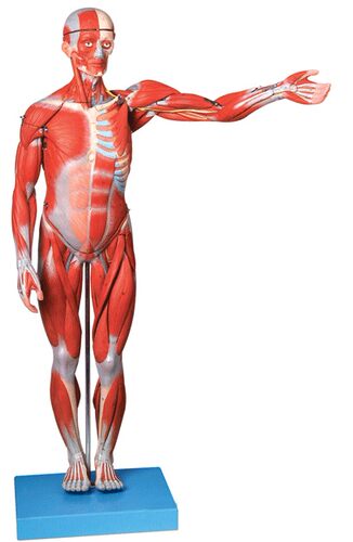 颐诺170CM全身肌肉附内脏模型