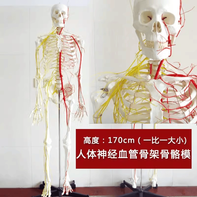 170cm人体全身神经血管骨骼骷髅骨架可拆卸骨科模型