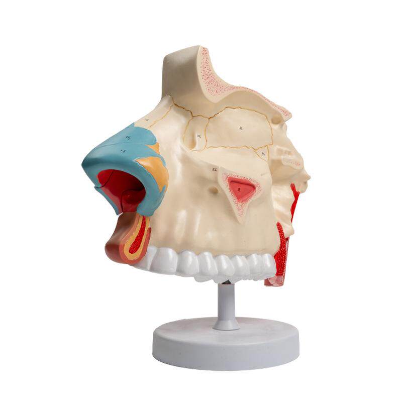 3倍大鼻腔 3部件 解剖模型鼻腔解剖模型鼻骨及鼻软骨的切面鼻腔