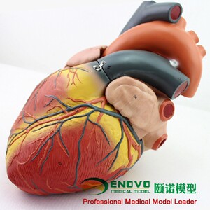 颐诺大人体心脏模型B超彩超声