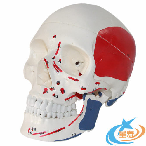 人体头骨模型带肌肉起止点着色附数字 骨架模型 骷髅