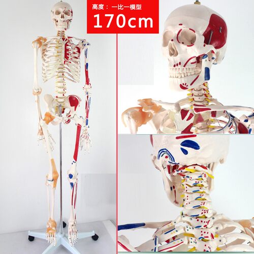 ENOVO/颐诺进口正品医学170CM骨架附肌肉标识韧带脊柱解剖人体骨