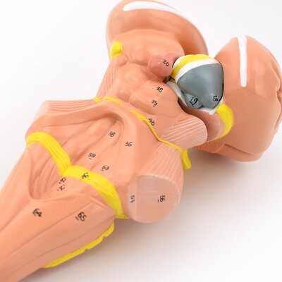 ENOVO颐诺脑干间脑丘脑核团模型