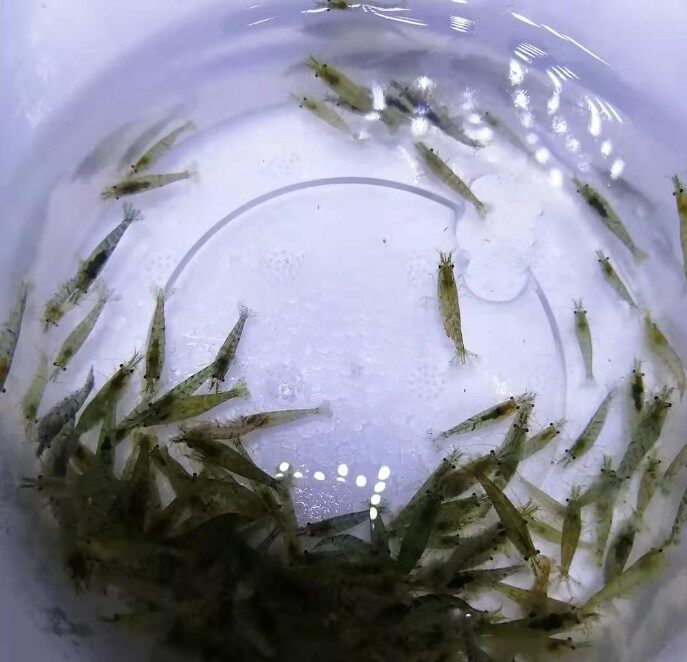 黑壳虾除藻观赏活体喂乌龟活食吃的小鱼小虾米活虾鲜活物淡水冷水