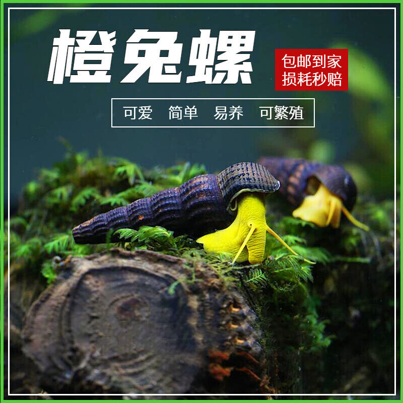 印尼苏拉威西螺苏螺橙兔螺观赏螺活体宠物螺活体水族草缸除藻除苔